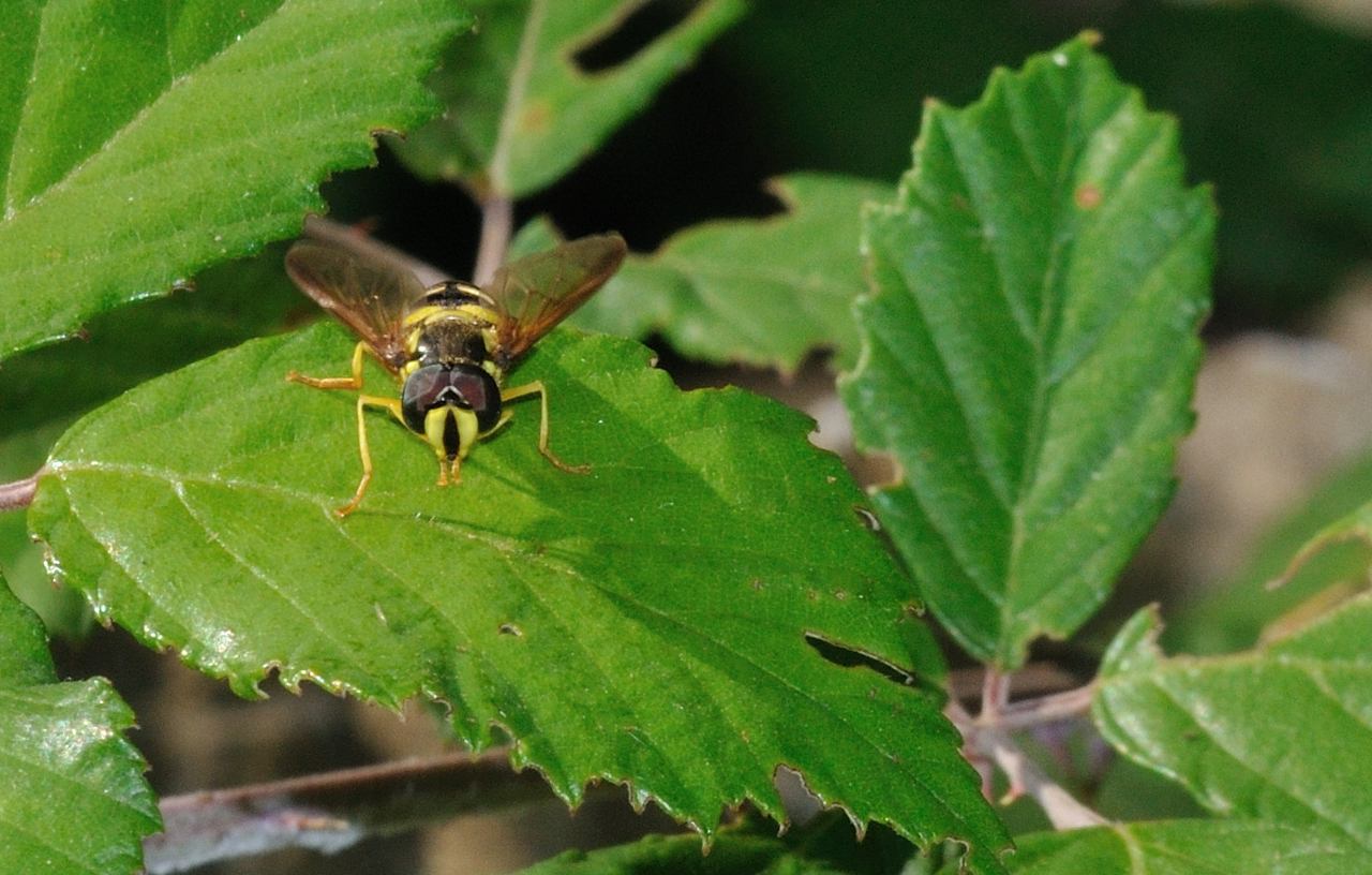 Chrysotoxum intermedium